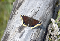 Mourning Cloak 3954